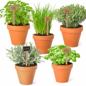 ZÁPICH DŘEVO DO KVĚTINÁČE TYMIÁN